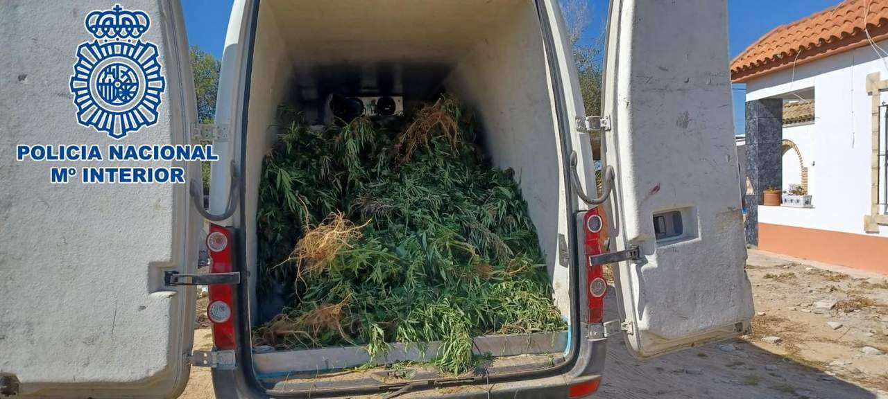 Plantas de marihuana incautadas por la Policía.