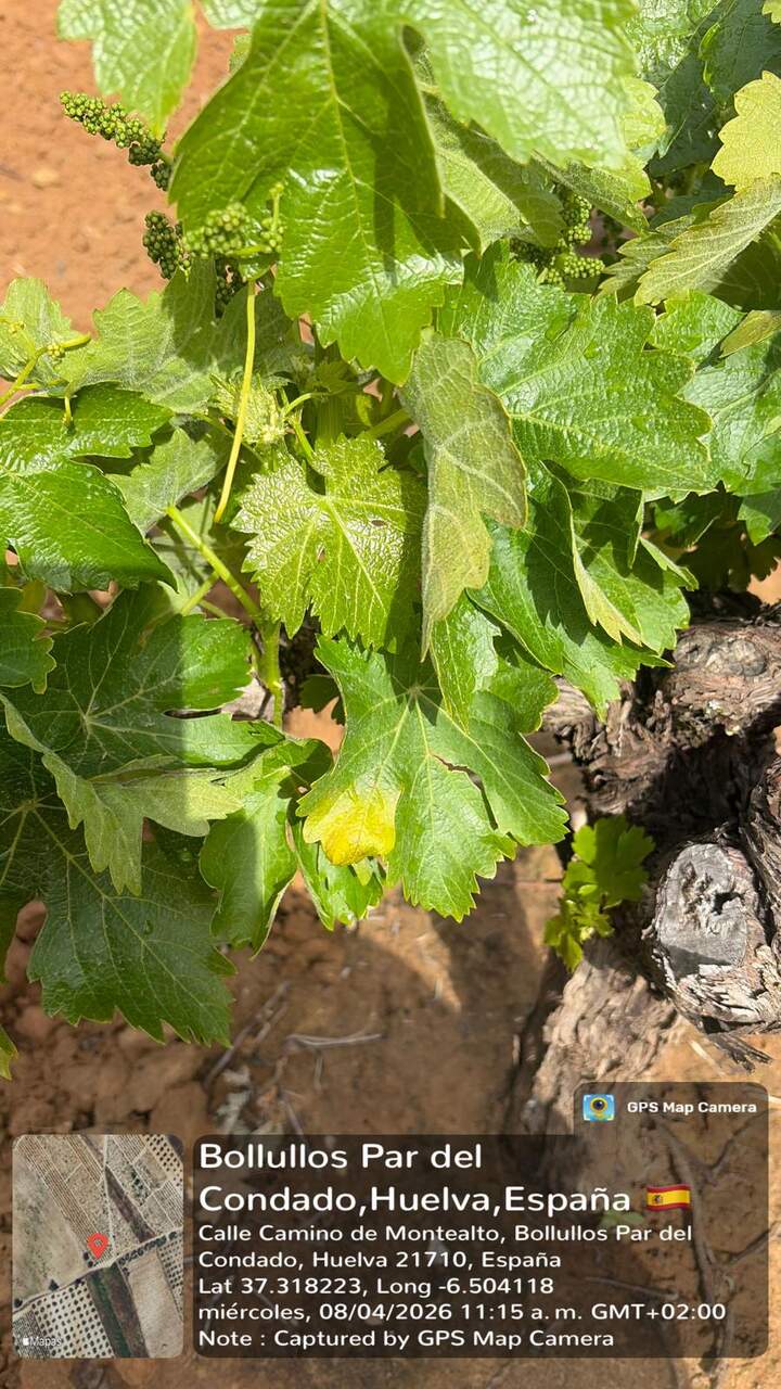 Viñedo del Condado de Huelva con las primeras manchas por mildiu de 2026. | Consejo Regulador.