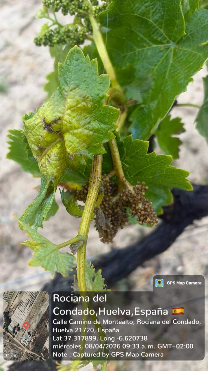 Viñedo del Rociana del Condado con las primeras manchas detectadas por mildiu. | Consejo Regulador.