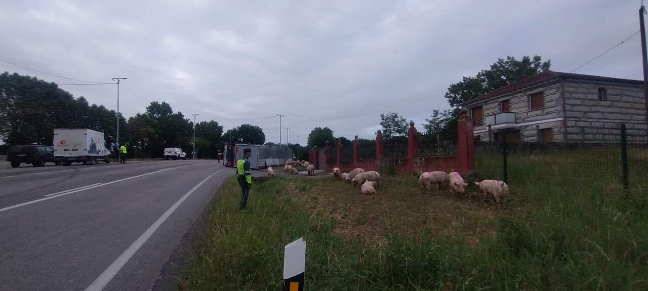Herido en Ourense un conductor tras volcar el camión en el que transportaba cerdos vivos que acabaron en la vía