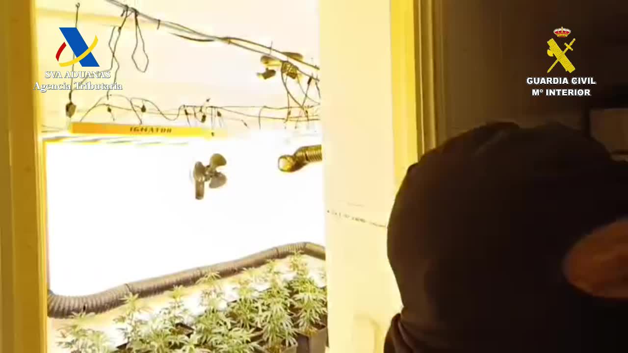 Dos detenidos y 757 plantas de marihuana intervenidas al desmantelar un punto de cultivo en Osuna